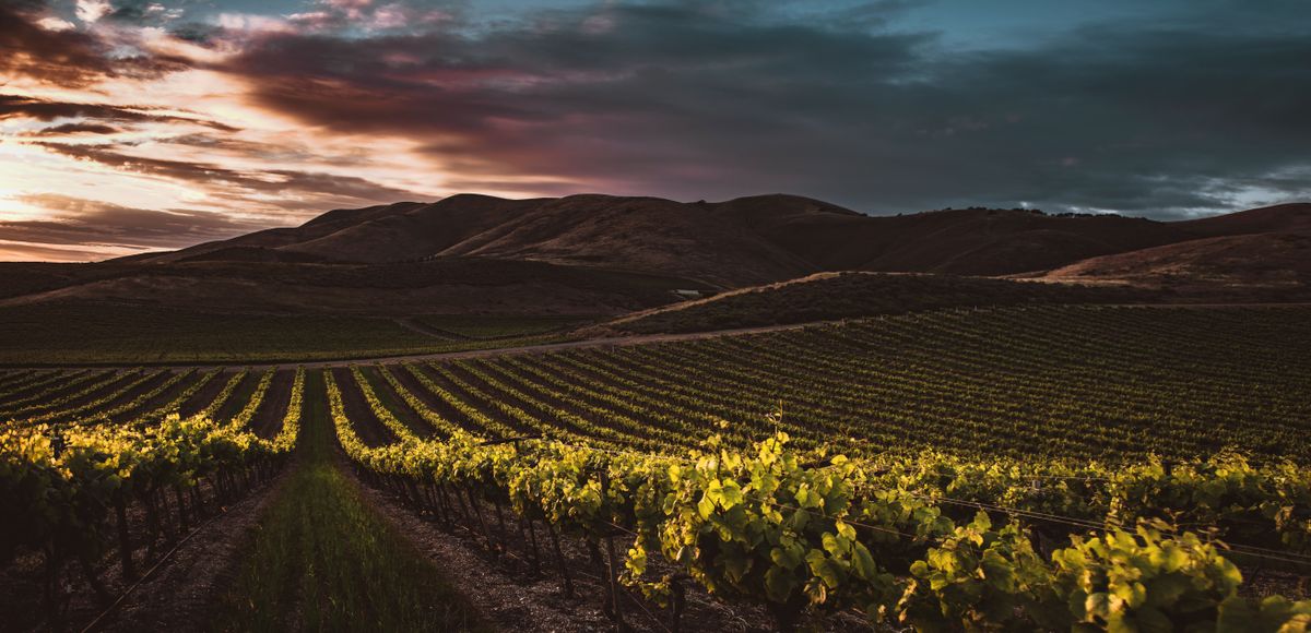 Vinograd na gričih nad Ptujem